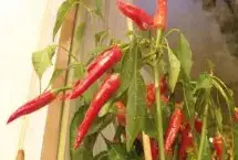 Photo showing Sweet Chillies